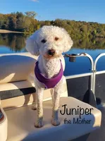Cappuccino, a female Miniature Goldendoodle for sale in Kewaskum, WI – 3 of 4