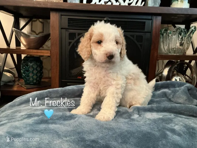 Mr Freckles – Miniature Goldendoodle puppy for sale in Kewaskum, WI