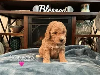 Cappuccino, a female Miniature Goldendoodle for sale in Kewaskum, WI – 1 of 4