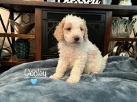 Dooley, a male Miniature Goldendoodle for sale in Kewaskum, WI – 1 of 2