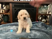 Snuffy, a male Miniature Goldendoodle for sale in Kewaskum, WI – 1 of 1