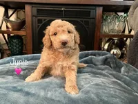 Junie, a female Miniature Goldendoodle for sale in Kewaskum, WI – 1 of 1