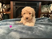 Little, a female Miniature Goldendoodle for sale in Kewaskum, WI – 1 of 1