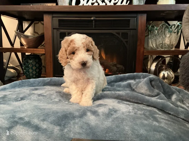 Mr Freckles – Miniature Goldendoodle puppy for sale in Kewaskum, WI