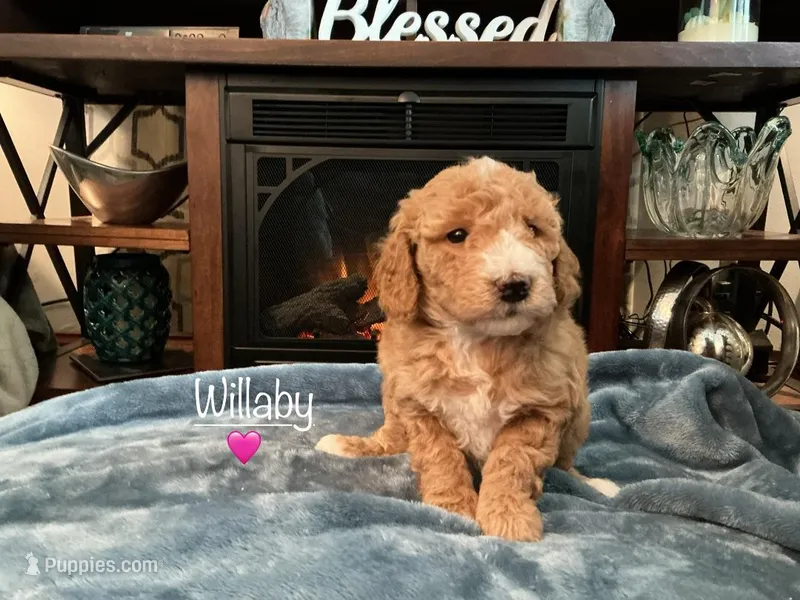 Willaby – Miniature Goldendoodle puppy for sale in Kewaskum, WI