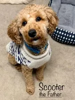 Cappuccino, a female Miniature Goldendoodle for sale in Kewaskum, WI – 4 of 4