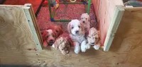 Cappuccino, a female Miniature Goldendoodle for sale in Kewaskum, WI – 2 of 4