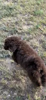 Scout, a male Goldendoodle for sale in Fort Smith, AR – 4 of 5