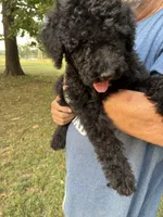 Sassy, a female Goldendoodle for sale in Fort Smith, AR – 4 of 4