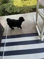 Sassy, a female Goldendoodle for sale in Fort Smith, AR – 2 of 4