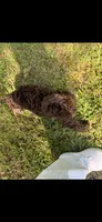 Scout, a male Goldendoodle for sale in Fort Smith, AR – 3 of 5