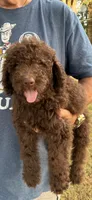 Scout, a male Goldendoodle for sale in Fort Smith, AR – 5 of 5