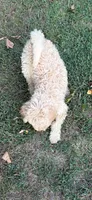Sutton, a female Goldendoodle for sale in Fort Smith, AR – 6 of 6