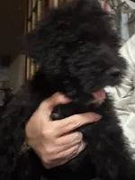 Sassy, a female Goldendoodle for sale in Fort Smith, AR – 3 of 4