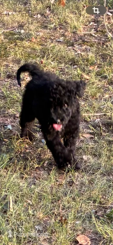 Sassy – Goldendoodle puppy for sale in Fort Smith, AR