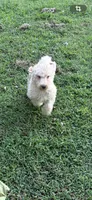 Sutton, a female Goldendoodle for sale in Fort Smith, AR – 5 of 6