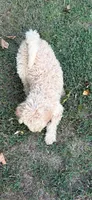 Sutton, a female Goldendoodle for sale in Fort Smith, AR – 3 of 6