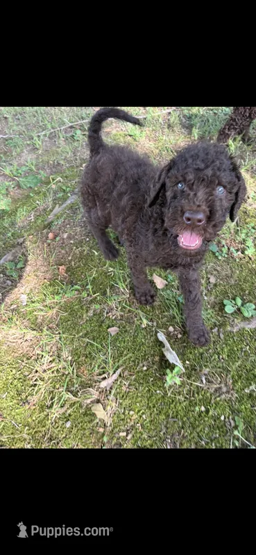 Rowdy – Goldendoodle puppy for sale in Fort Smith, AR