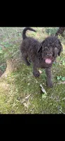 Rowdy, a male Goldendoodle for sale in Fort Smith, AR – 1 of 4