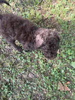 Rowdy, a male Goldendoodle for sale in Fort Smith, AR – 2 of 4