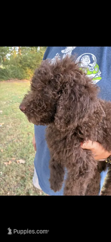 Scout – Goldendoodle puppy for sale in Fort Smith, AR