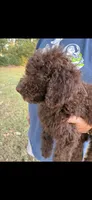 Scout, a male Goldendoodle for sale in Fort Smith, AR – 1 of 5