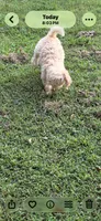 Sutton, a female Goldendoodle for sale in Fort Smith, AR – 2 of 6
