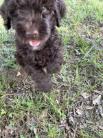 Teddy, a male Goldendoodle for sale in Fort Smith, AR – 3 of 4