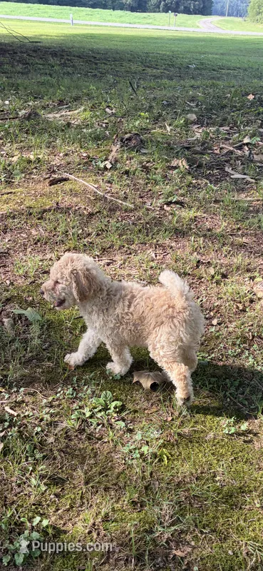 Sutton – Goldendoodle puppy for sale in Fort Smith, AR