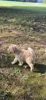 Sutton, a female Goldendoodle for sale in Fort Smith, AR – 1 of 6