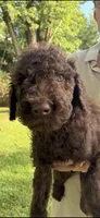 Rowdy, a male Goldendoodle for sale in Fort Smith, AR – 4 of 4