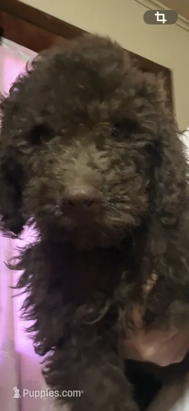 Scout – Goldendoodle puppy for sale in Fort Smith, AR
