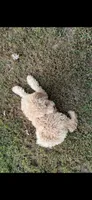 Sutton, a female Goldendoodle for sale in Fort Smith, AR – 4 of 6