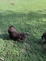 Teddy, a male Goldendoodle for sale in Fort Smith, AR – 4 of 4