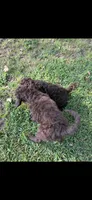 Rowdy, a male Goldendoodle for sale in Fort Smith, AR – 3 of 4