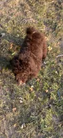 Scout, a male Goldendoodle for sale in Fort Smith, AR – 2 of 5