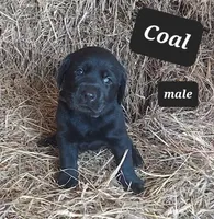 Coal, a male Labrador Retriever for sale in Raphine, VA – 3 of 4