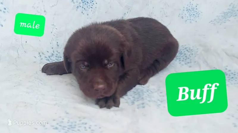 Buff – Labrador Retriever puppy for sale in Raphine, VA