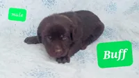 Buff, a male Labrador Retriever for sale in Raphine, VA – 1 of 1