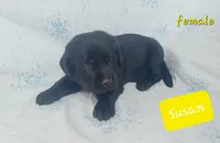 Susan, a female Labrador Retriever for sale in Raphine, VA – 2 of 2