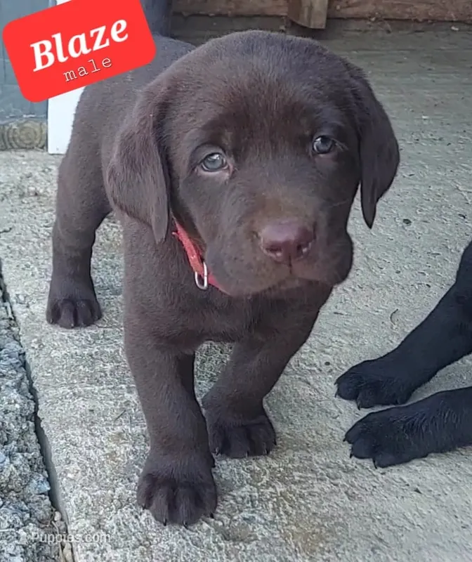 Blaze – Labrador Retriever puppy for sale in Raphine, VA