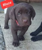 Blaze, a male Labrador Retriever for sale in Raphine, VA – 1 of 3
