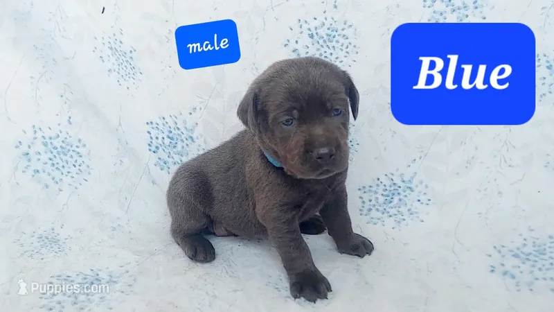 Blue – Labrador Retriever puppy for sale in Raphine, VA