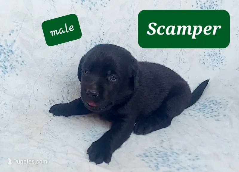 Scamper – Labrador Retriever puppy for sale in Raphine, VA