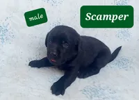 Scamper, a male Labrador Retriever for sale in Raphine, VA – 1 of 1