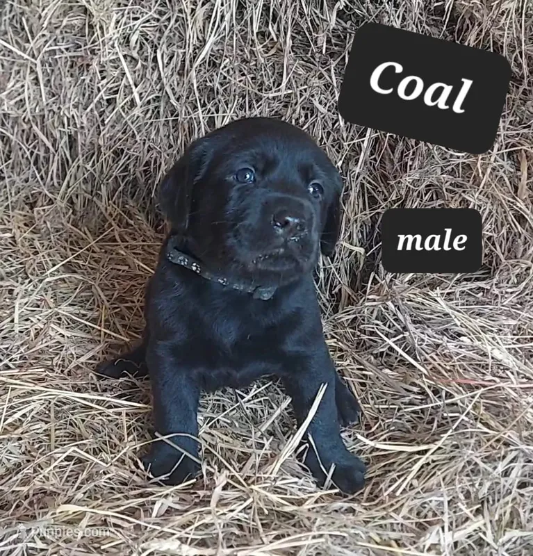 Coal – Labrador Retriever puppy for sale in Raphine, VA