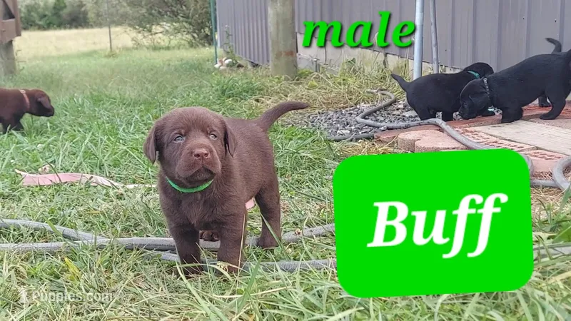 Buff – Labrador Retriever puppy for sale in Raphine, VA