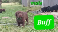 Buff, a male Labrador Retriever for sale in Raphine, VA – 1 of 2
