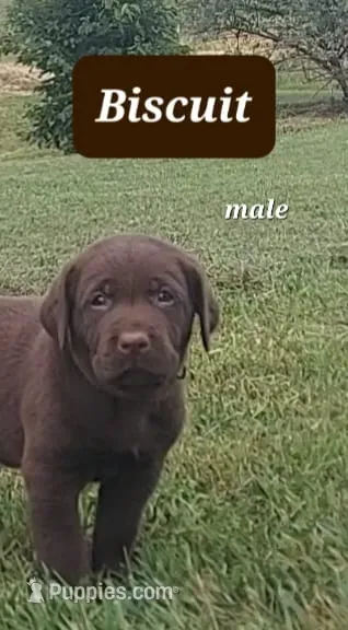 Biscuit  – Labrador Retriever puppy for sale in Raphine, VA