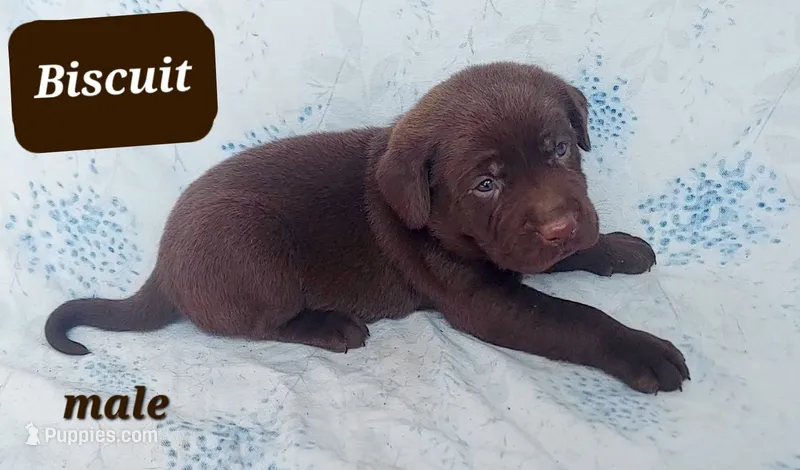 Biscuit  – Labrador Retriever puppy for sale in Raphine, VA